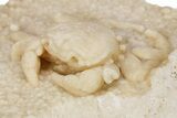 Fossil Crab (Potamon) Preserved in Travertine - Turkey #279101-3